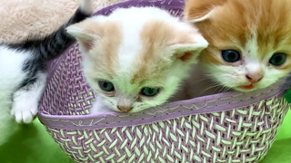 "ได้เวลาออกไปจากที่นี่แล้ว!" - หมวกกับลูกแมวตัวจิ๋ว