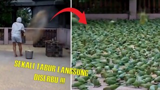 Aksi Pria Memberi Makan RIBUAN EKOR BURUNG LIAR.