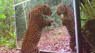 Animals Seeing Themselves For The First Time!