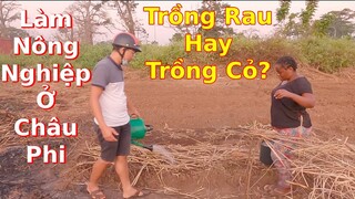 Cái kết của việc gieo hạt giống không ủ mầm||Nông nghiệp ở Angola||Ahihi cuộc sống châu phi
