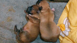 [Animals]My pet dog and her baby puppies|<Memories>