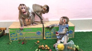 Fruits Party for the three monkeys