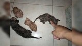 Kitten That Have Very Bad Eye Infection + 5 Kittens