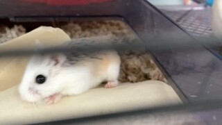 Hamster. Making a bed