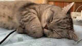 [Cats] Cute Cat Sleeping Video