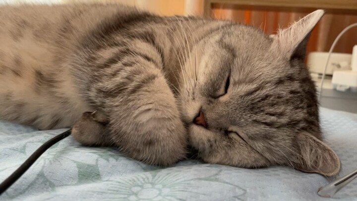[Mèo cưng] Xem mèo ngủ cực đáng yêu