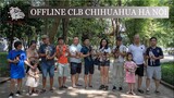 Offline giống chó bé nhất thế giới  - Chihuahua / Hùng Chó Channel