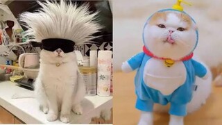 KUCING NYA LUCU LUCU CUTE