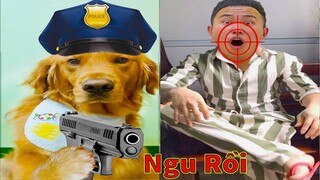 Thú Cưng TV | Đa Đa Thánh Chế #23 | Chó Golden Gâu Đần thông minh vui nhộn | Pets cute smart dog