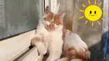 [Pets] Kitten's Sunbathe And Fur Licking
