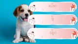 ้How to !! วิธีเลือกซื้อลูกสุนัข เลือกหมาให้ได้ตัวแข็งแรง by Thai Pet Academy