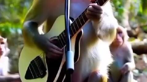 grup bAnd  monkey