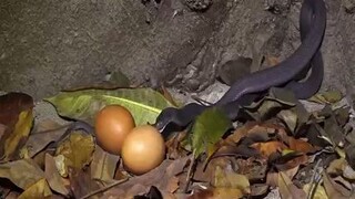 https://youtube.com/channel/UC6645B9Rt3tKSu2vK_DU1wg    SNAKE SWALLOW BIG EGG