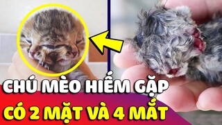 Kinh nhạc trước 'CHÚ MÈO' hiếm gặp, có đến '2 MẶT VÀ 4 MẮT' ở Thái Lan 😲 Gâu Đần