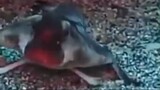 Ikan Kelelawar Bibir Merah (Glossolepis incisus)
