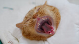 【Animal Circle】Libido cured by permanent removal【Ginger cat neutered】
