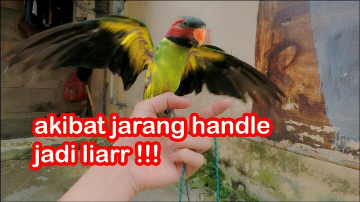 bahaya akibat jarang di handle burung jinak bisa liar !!!