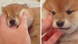 Cute little Shiba Inu deserves more petting