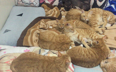 A family of purring cats hog the bed