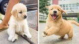 🥰The Best Adorable Golden in The Planet Makes Your Heart Melt 🐶|Cutest Puppies