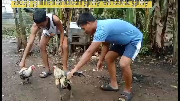 stag vs cock.pa like and follow mga ka bilibili.