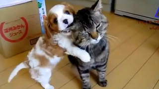 Dogs Meeting Kittens For The First Time Compilation 🔴 Perros Conociendo Gatitos Por Primera Vez