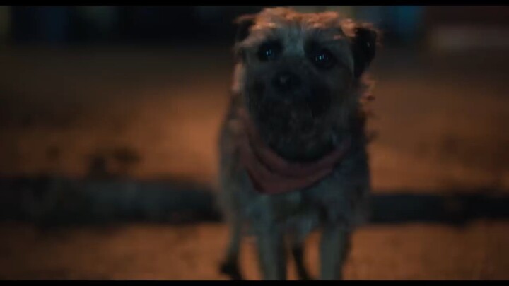 Strays   Watch Full Movie:Link In Description