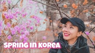 KOREA VLOG : Nami Island, Rail Bike & Meercat Cafe (SNOW IN SPRING???)