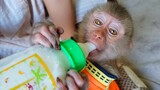Extremely Adorable Baby Monkey!! Wow, Yaya is so beautiful when drinking milk