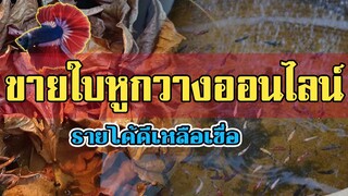 ขายใบหูกวางออนไลน์ | สร้างรายได้ ให้อย่างงาม |