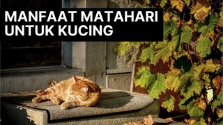 manfaat sinar matahari untuk kucing