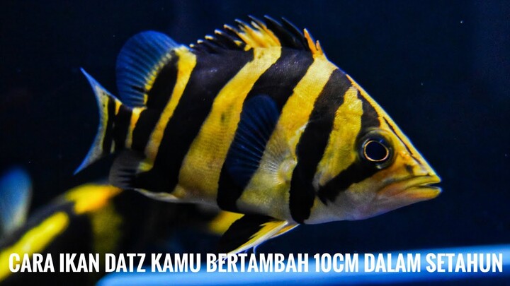 REVIEW MEMPERCEPAT PERTUMBUHAN IKAN DATZ