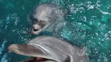 Look how the male dolphin was scolded by the female dolphin!
