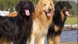 The two major dog breeds that are most in conflict with each other, the Golden Retriever and the Hof