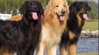 The two major dog breeds that are most in conflict with each other, the Golden Retriever and the Hof