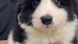 Understand the most authentic Border Collie prices