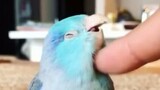 Video Peliharaan-Cuplikan Gabungan Burung  Beo yang Imut