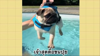 เพื่อนตัวน้อย สัตว์เลี้ยงแสนซน : เจ้าสุดดื้ขนปุย