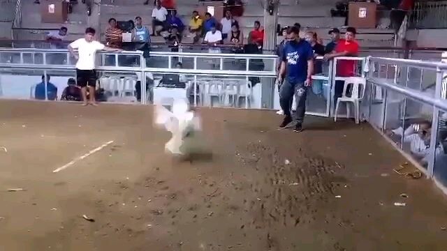 1 cock super timbangan..