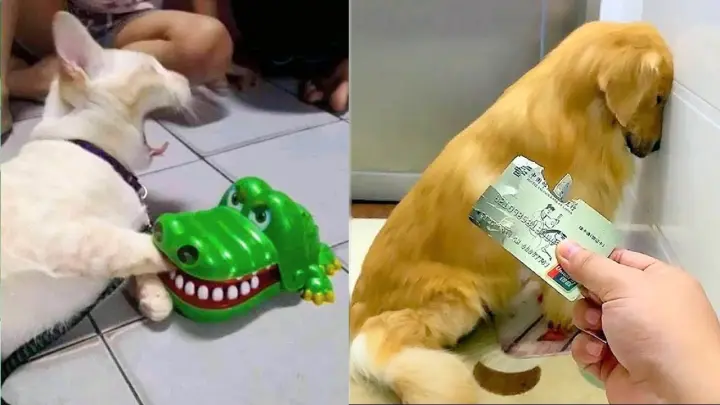 Funniest Animals | Funny Dog & Cat  #2