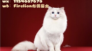 六万块一只的布偶猫颜值变化！