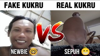 Newbie Kukru VS Sepuh Kukru...😱