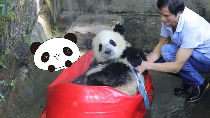 [Panda ChongChong] Panda Bahagia dengan Shower Pribadi