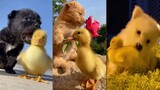 Baby Duck And Puppies Running | Cute Chicken And Kittens | Funny Duck Run