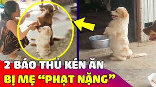 Phụ huynh 'BẤT LỰC' khi nuôi nhầm hai báo thủ 'KÉN ĂN' ngày nào cũng phải giáo huấn 😅 Gâu Đần