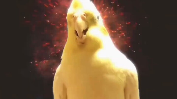 [Special effects] The opening video of the suspected strange bird Shira leaked