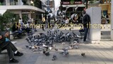Man Feeding Hundreds Of Pigion Nicosia Cyprus