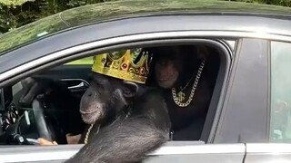 gangsta monke