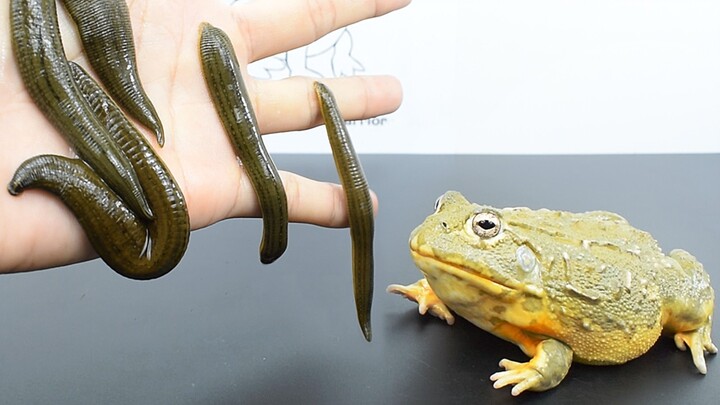 What happens if a bullfrog meets a leech?