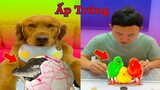 Thú Cưng TV | Đa Đa Thánh Chế #14 | Chó Golden Gâu Đần thông minh vui nhộn | Pets cute smart dog